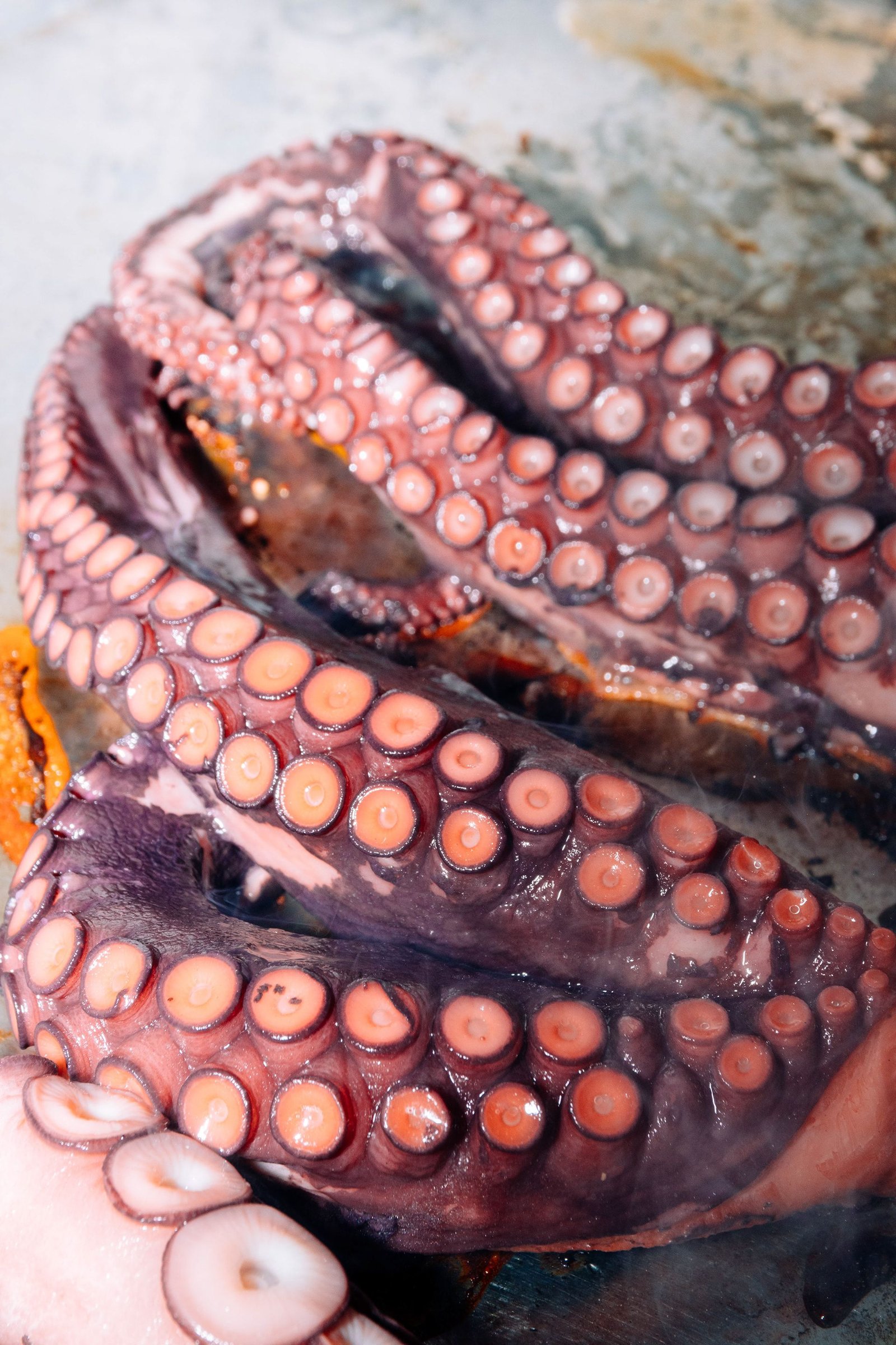 Pulpo servido con guarnición y aceite.