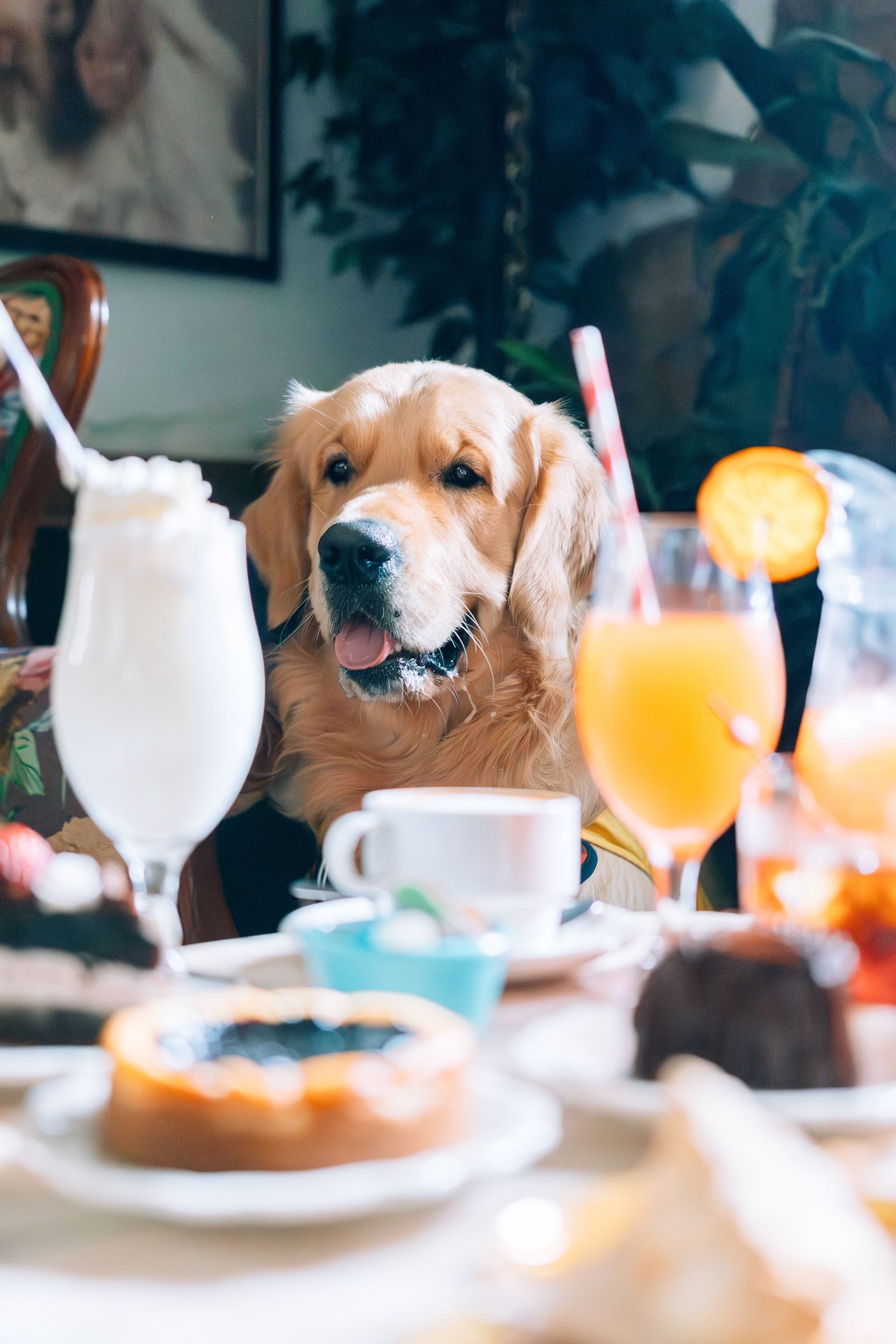 Perro pequeño blanco sentado en una copa decorada.