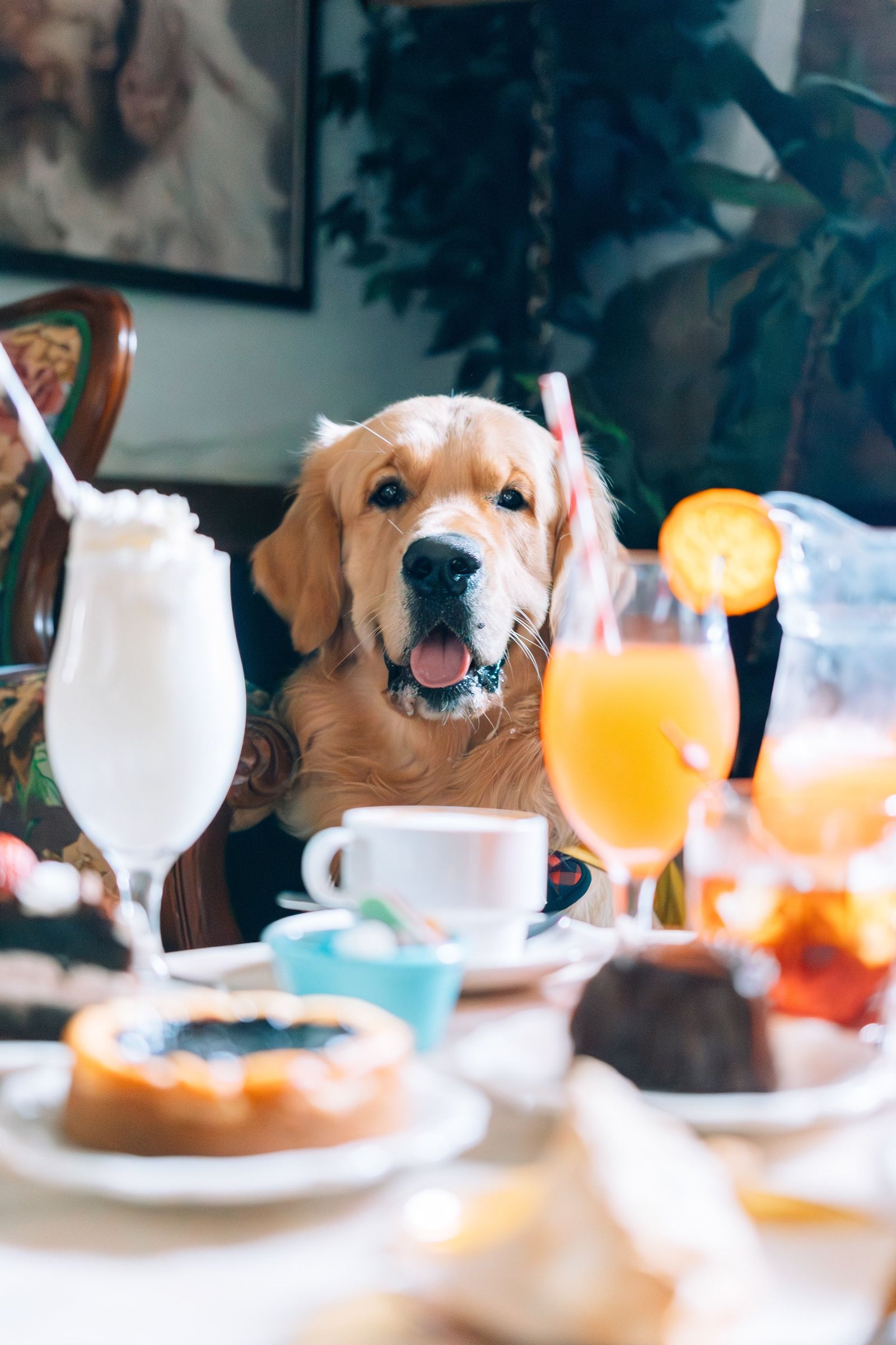 Perro pequeño blanco asomado desde una copa sobre una mesa.