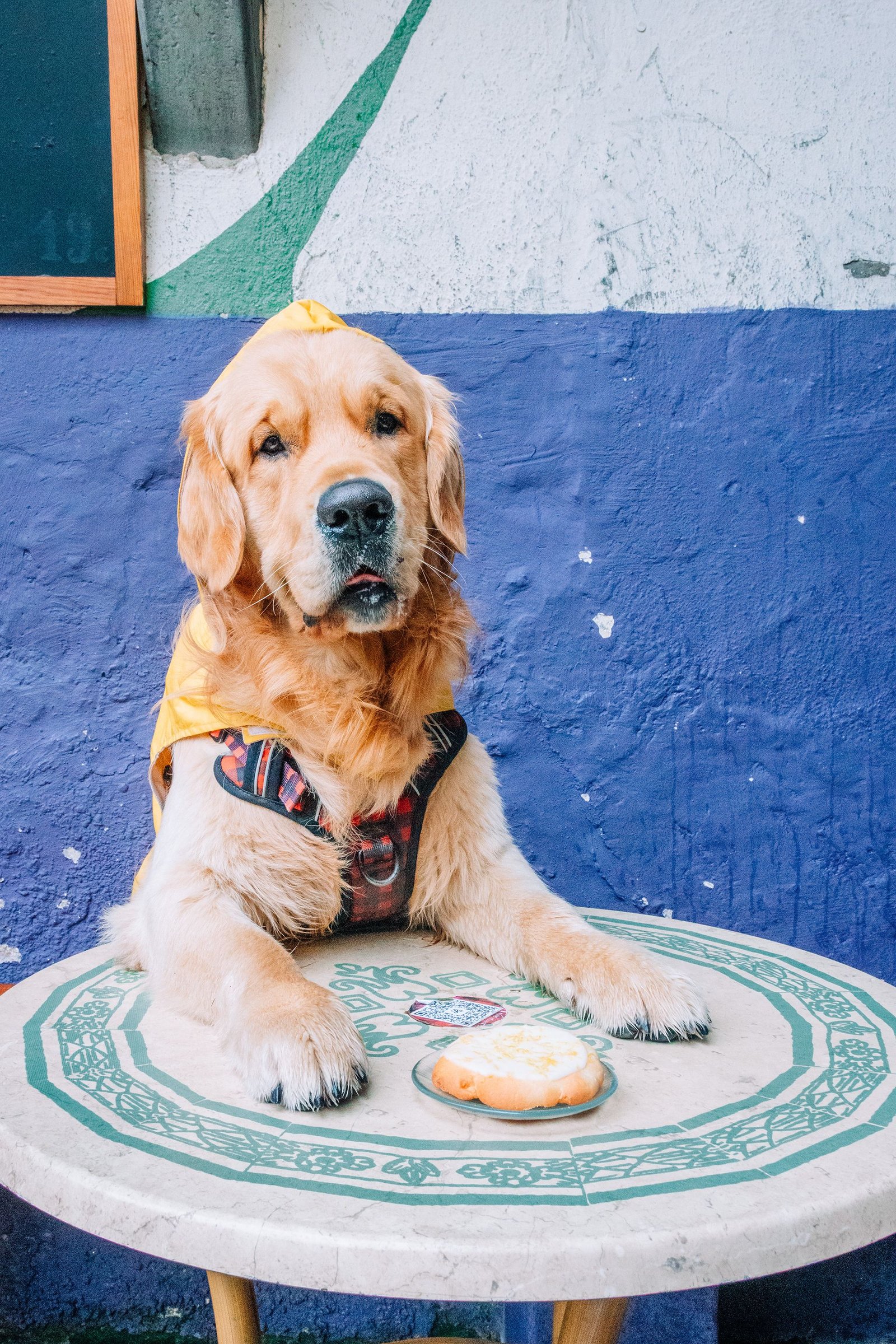 Perro pequeño blanco sentado en un plato blanco.
