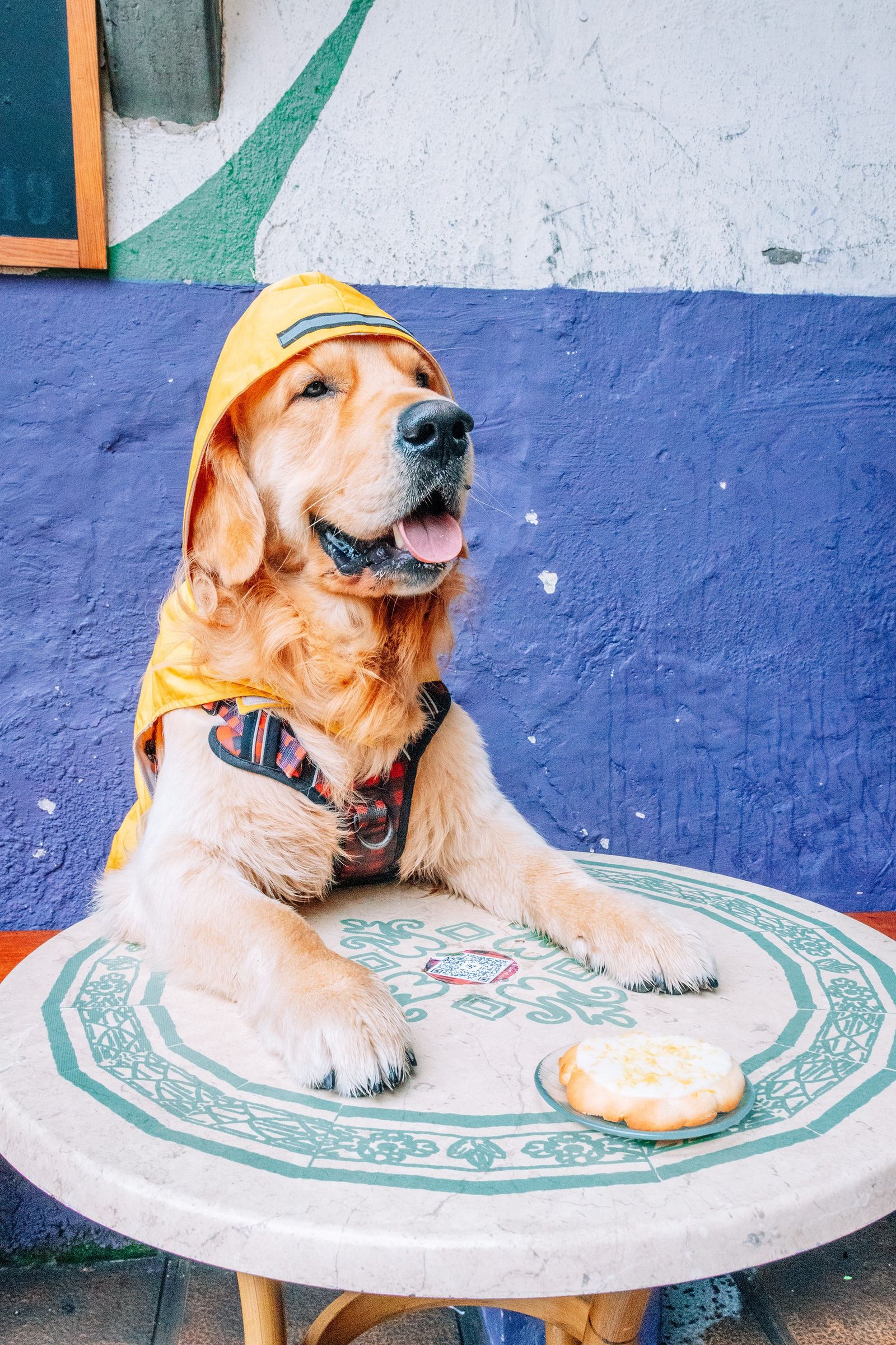 Perro pequeño blanco aparece junto a una copa de cóctel.